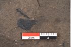 Foto (Detailansicht) von Araucaria sternbergii Goeppert (NHMW-GEO-2024-0188-8275)